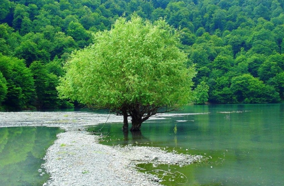 gabala forest 2