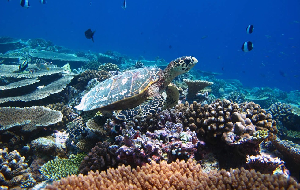 Coco Bodu Hithi diving