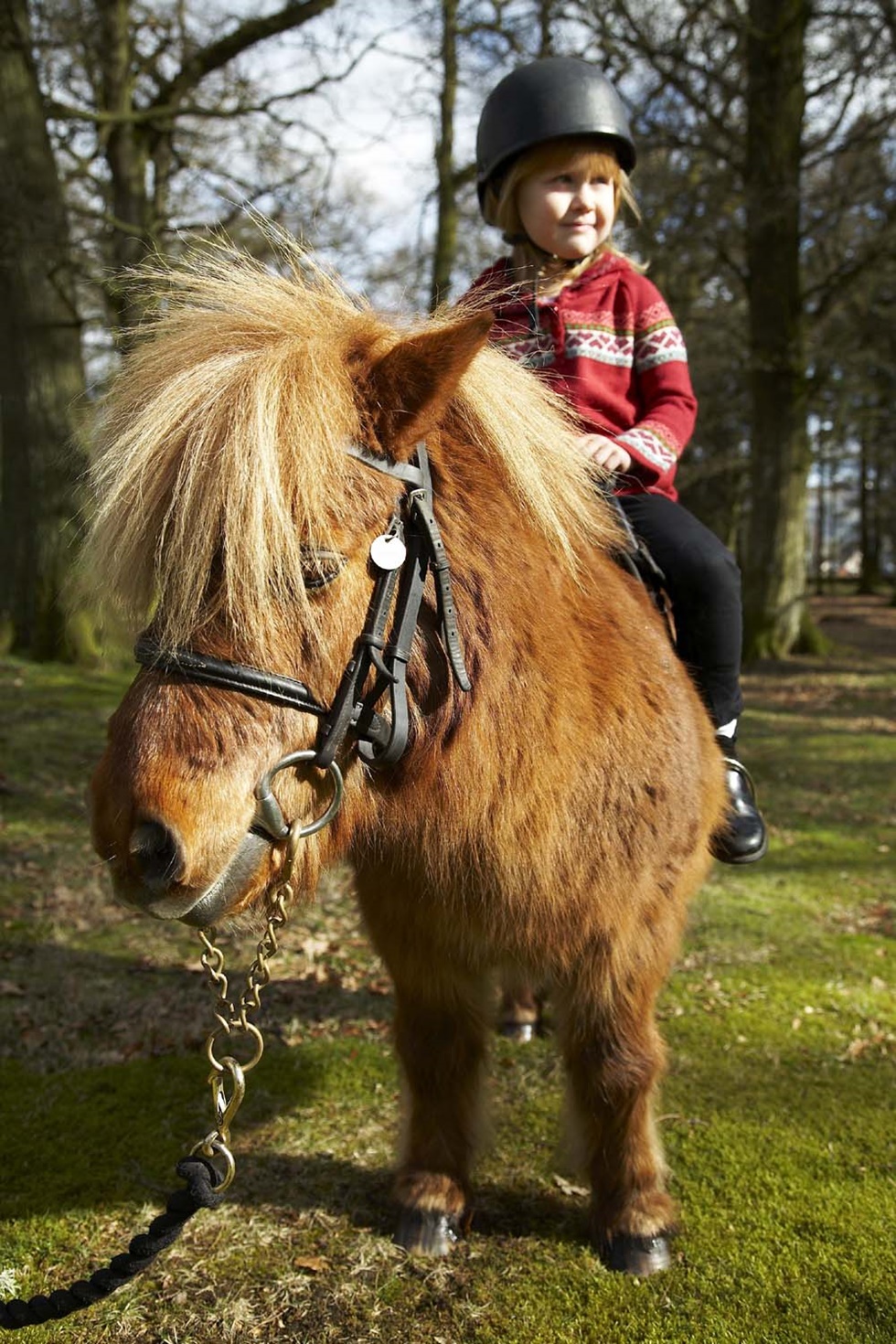 eagle kid horse