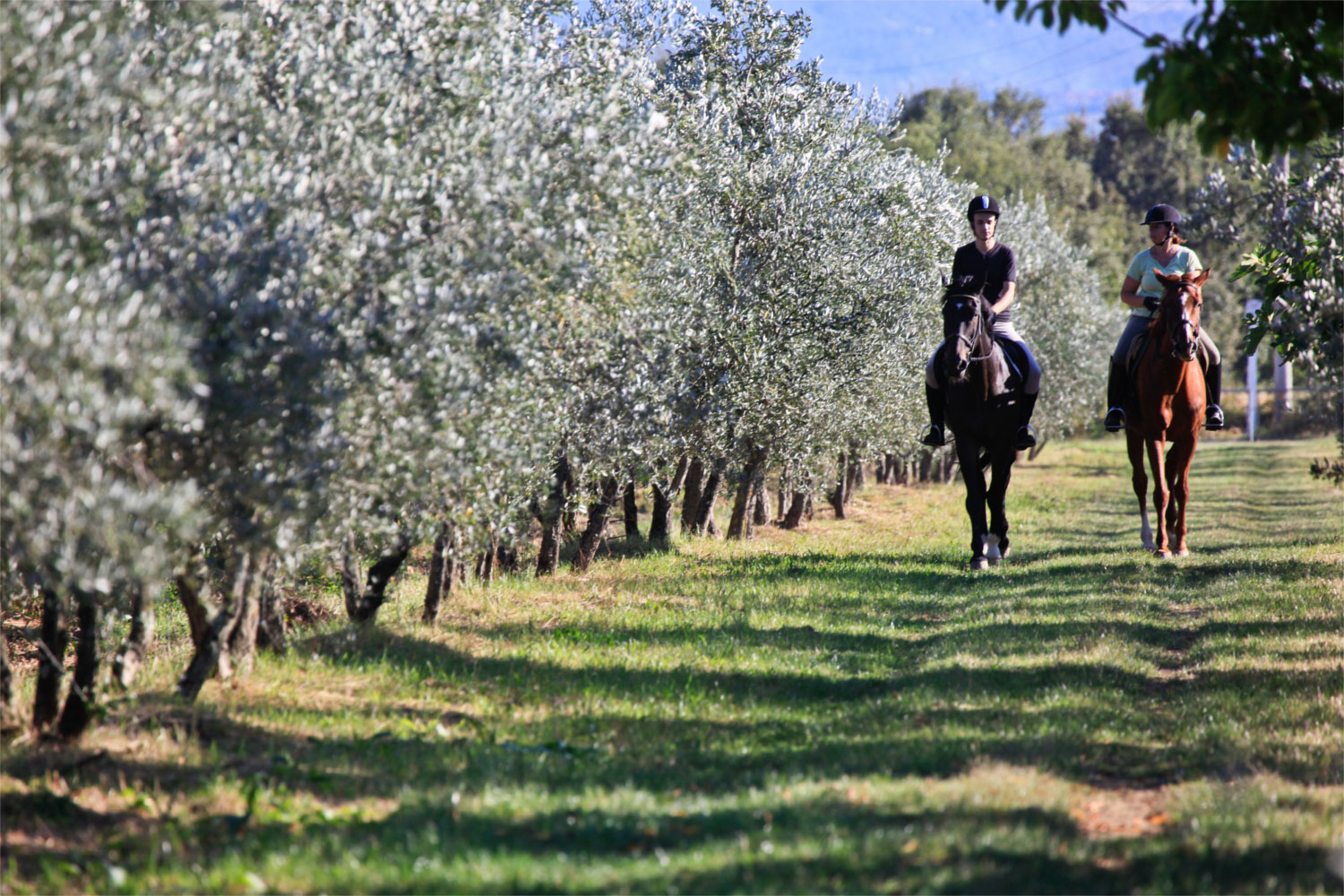 il borro horse