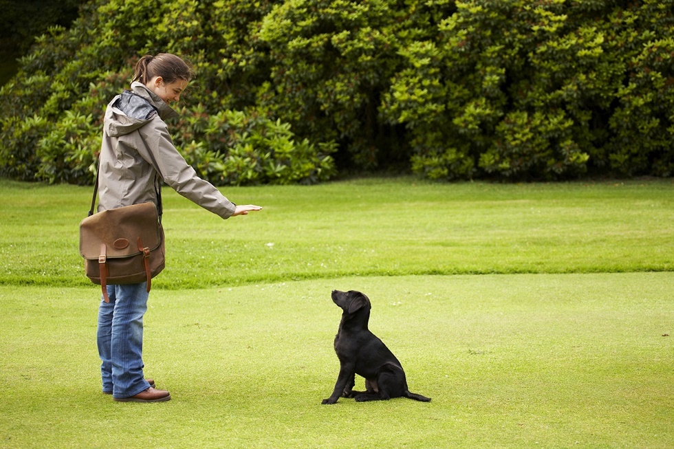 eagle gundog